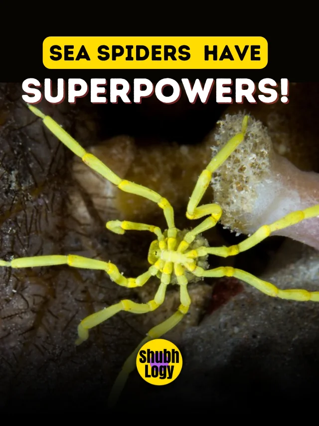 The Sea Spiders have a Superpowers