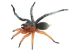 Half-Male, Half-Female Spider Species Shocks Scientists 7 How to? half-female spider, half male